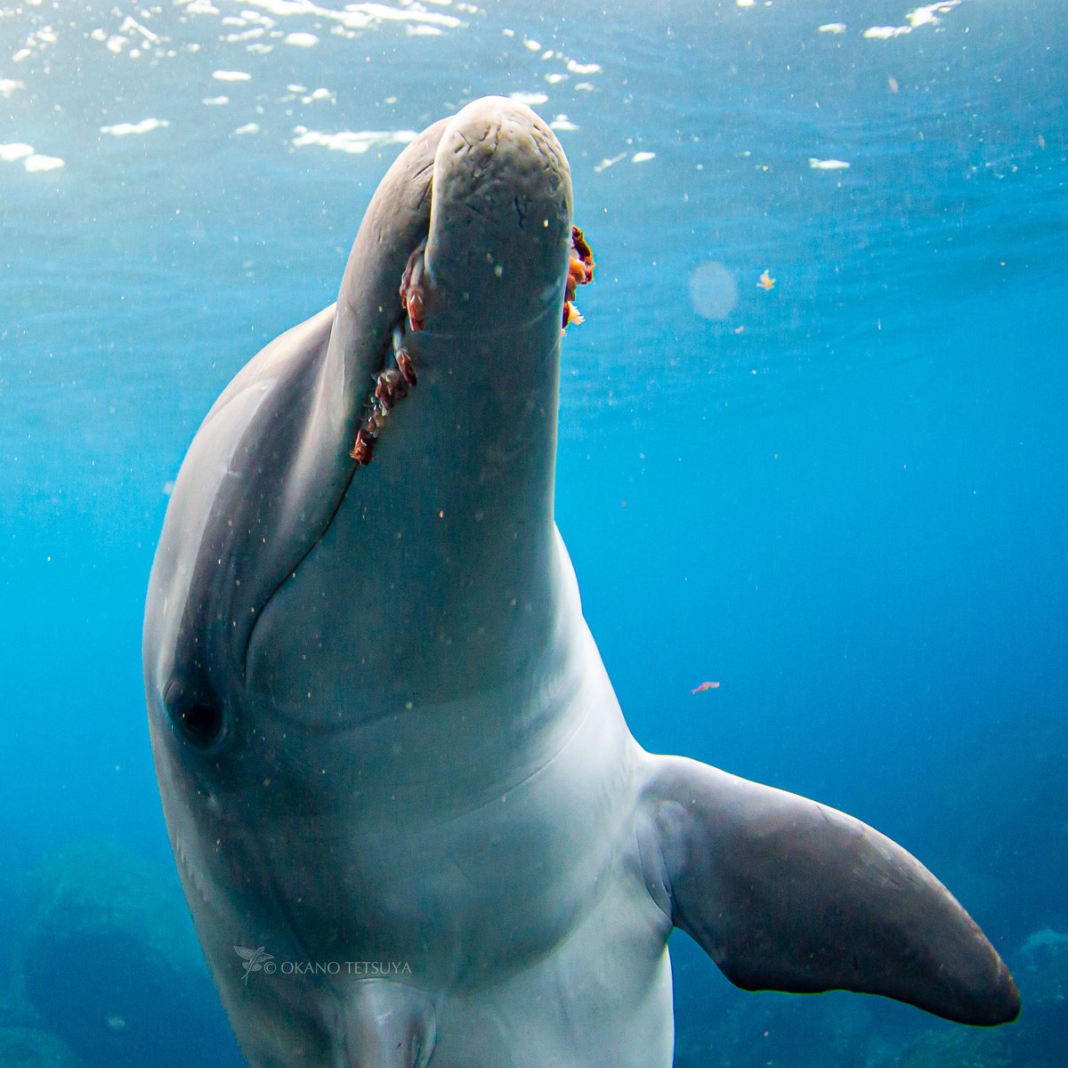 Then there are the barnacles that live on dolphin teeth. Because WHY NOT?!Pic:  @shirokito  https://bit.ly/36xmZvB 