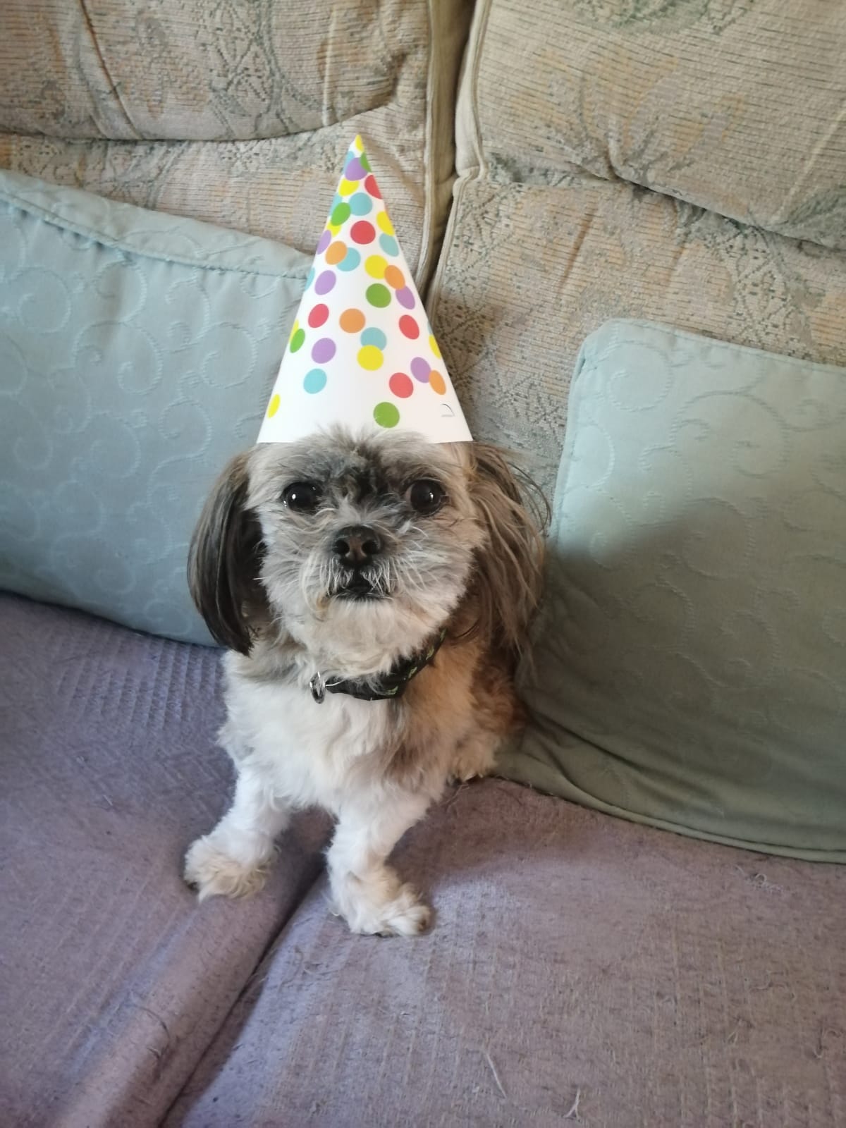 Barley wishes you a happy birthday it was my sister\s birthday yesterday. 