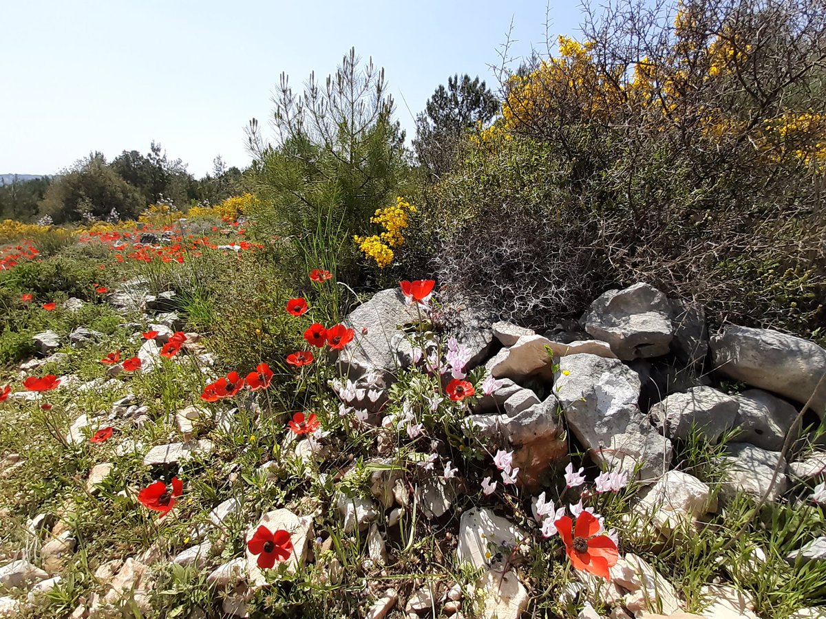 DrWissam's tweet photo. Escapade scientifique en pleine nature...@AuthenticShouf #Lebanon #botany https://t.co/49dYB2kJuC