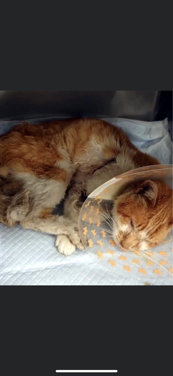 猫捕り.毒餌.里親詐欺 撲滅 情報共有NET tweet media