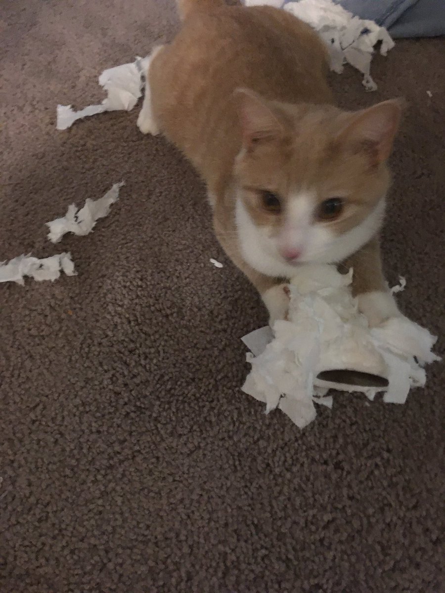 I literally hid the toilet paper and Gouda still got it... and then carried it to the door of my room to mock me! I think he figured out how to open the fucking cabinet 