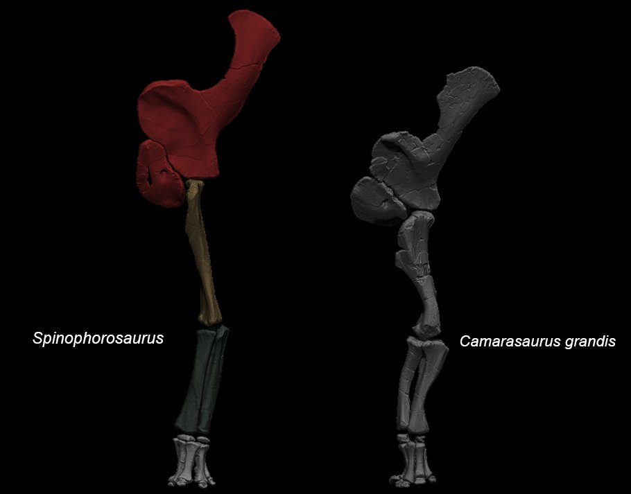 This is coupled with a relatively long humerus, which is in proportion longer than that of Camarasaurus (femur/humerus ratio 1.37 vs 1.21 in Spinophorosaurus; humerus/scapula ratio 0.74 vs. 0.86 in Spinophorosaurus). In short, Spino's shoulder was taller than  #Camarasaurus 7/n