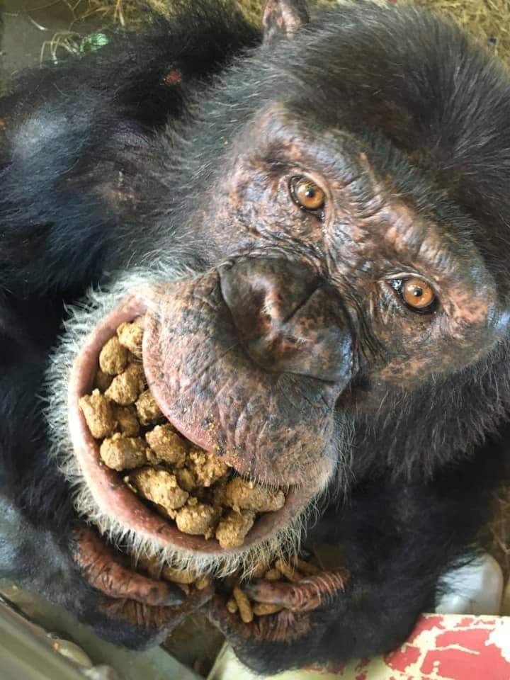 SaveTheChimps's tweet photo. Spending this time to firguire out how much food can fit in my mouth at once- Jude
#mondaythoughts #chimpstaketwitter #savethechimps https://t.co/FcGQ4ufjsd