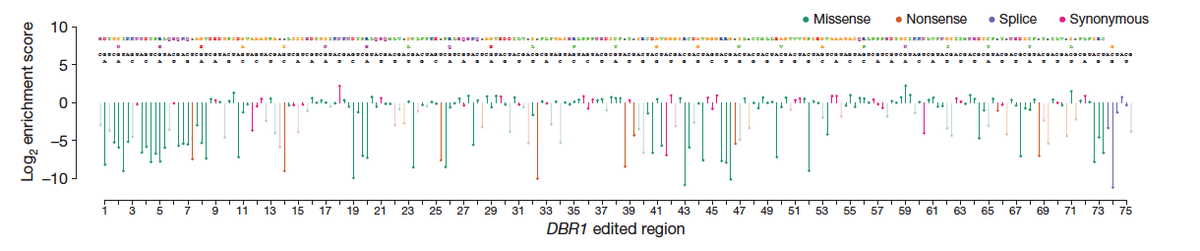 UrnovFyodor's tweet image. I think we'll set a record for "journal to classroom" here - I'll teach this TODAY to 1st yr graduate students after describing the famous Findlay @JShendure 2014 Nature paper on doing this to DBR1 in mammalian cells (Fig 2b below). @PhilDespres @nzmyachie  H/t @doyonlab