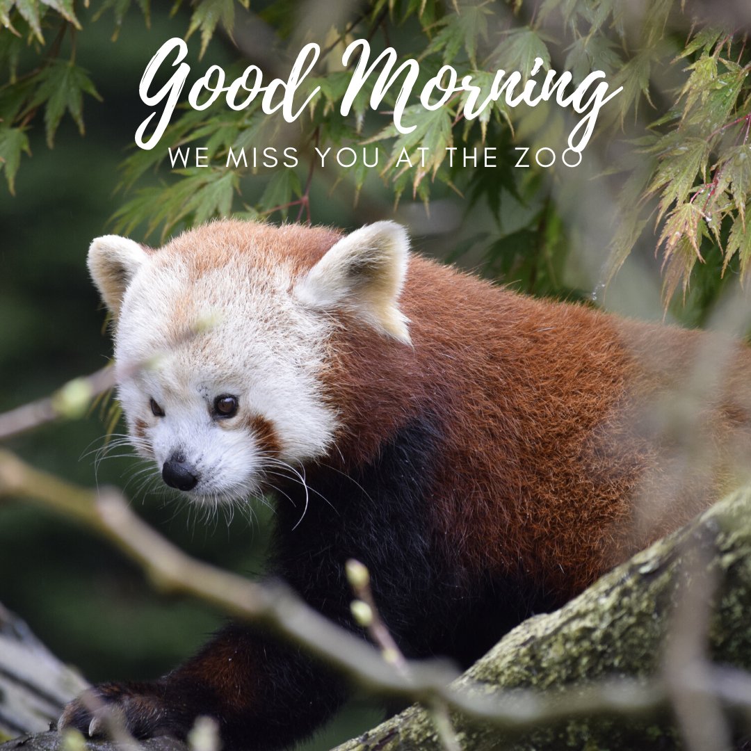 SequoiaParkZoo's tweet photo. We Miss YOU at the ZOO! Sequoia Park Zoo #zoo #sequoiaparkzoo #humboldt #humboldtcounty #covid19 #zooclosure #friends #family  As a reminder, the Sequoia Park Zoo remains closed to help stop the spread of COVID-19 with a reopen date TBD. #staysafe #health #stayhome #california https://t.co/Gtdo7XiF9Y