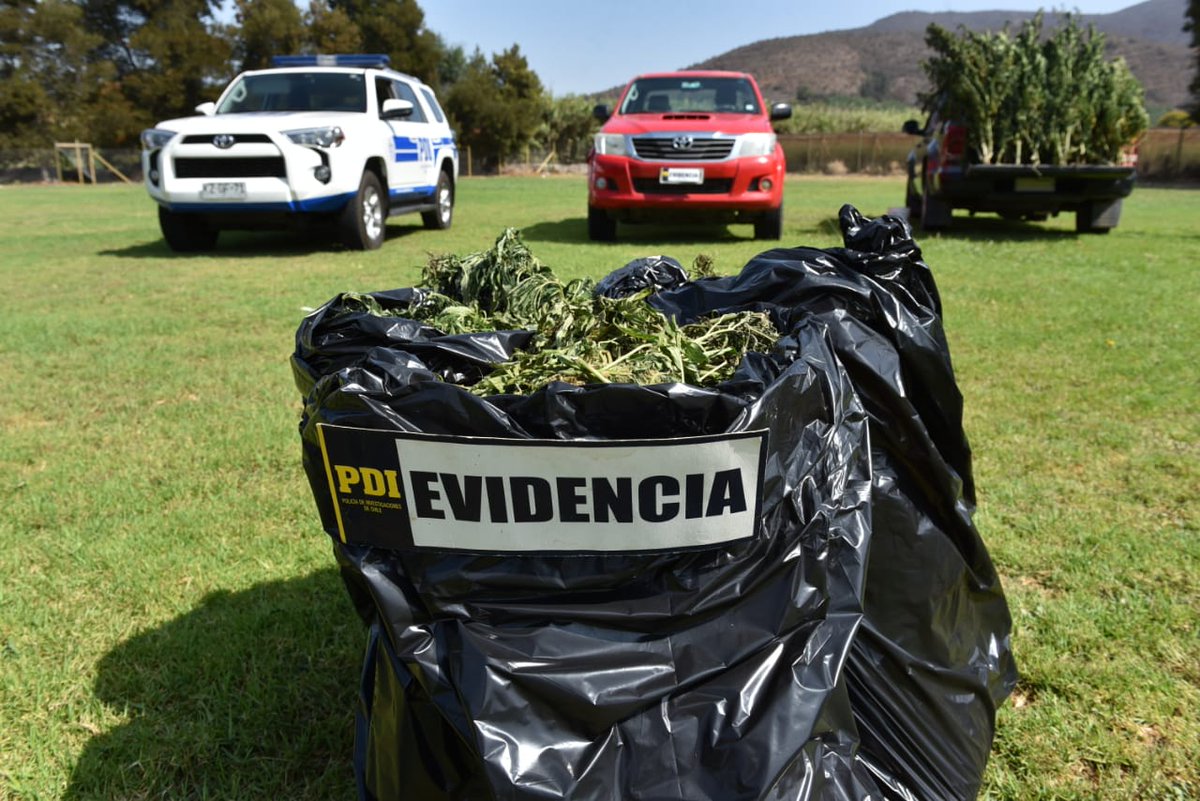 PDI_CHILE's tweet photo. Plan Cannabis 2020 cerró con  3.490 kilos de droga decomisados, esto representa un 363% más que el año anterior. Conoce más de estos resultados en esta nota de @Emol
https://t.co/DIbtS2SRYQ https://t.co/BLMxch5E94