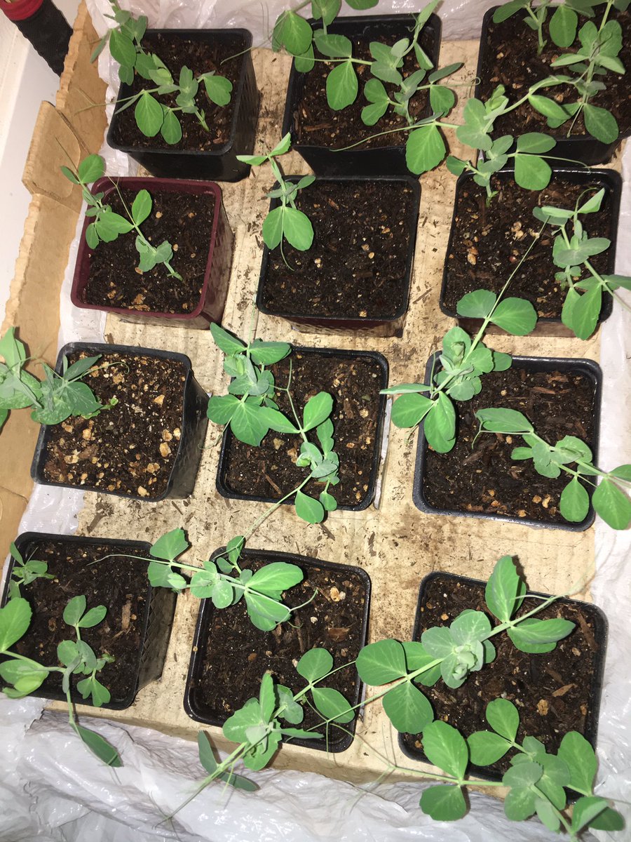 Starlane (@starlane) on Twitter photo 