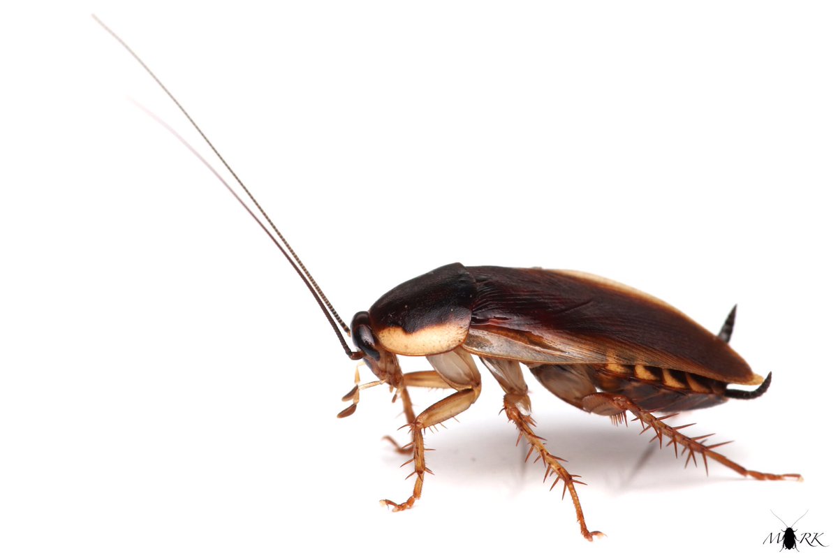 Xjoo92 Symphyla En Twitter クロゴキブリさんやチャバネゴキブリさんかと思われます 私達のものをちょこっとずつ借りて生きている個体も多いでしょう これはもう アリエッティですね ああ可愛い でも衛生面ガン無視行動するので汚い