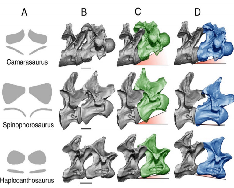 To understand how much more range of motion  #Spinophorosaurus had in its neck per joint, here's a comparison between Spino (27º),  #Haplocanthosaurus (20º) and  #Camarasaurus (17º) at the DV1-CV12 joint (from the supplementary). One key factor is prezygapophysis elongation 10/n