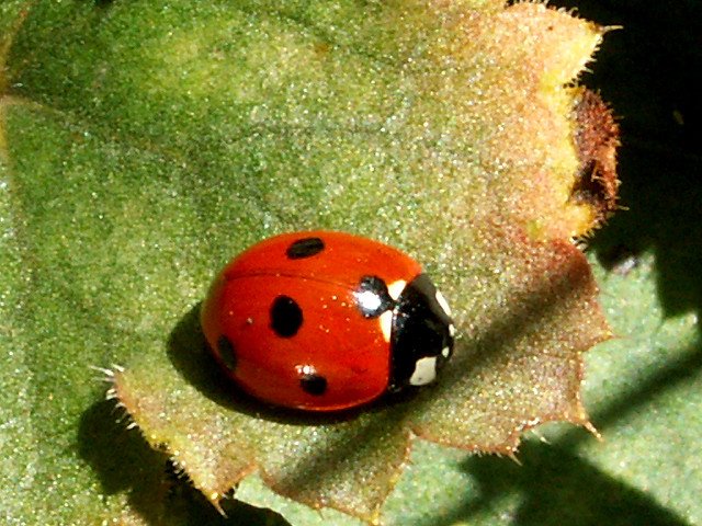 Short thread on some Irish names for insectsThe ladybird has a number of unusual Irish names including 'Bóín Dé' or 'God's Little Cow', 'Bóín Samhraidh', or 'Little Cow of the Summer' and 'Cearc Mhuire' which is the '(Virgin) Mary's Hen'. Photo: Bill Tyne (CC BY-SA 2.0)