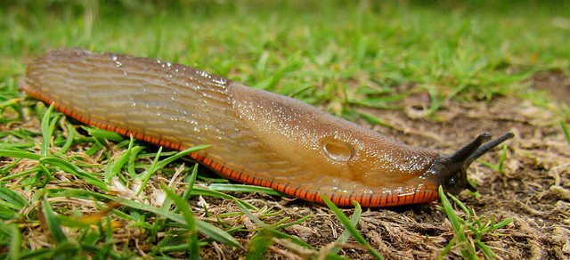 One of the Irish names for a Slug is 'Drúchtín' which translates as 'Little one of the Dew' Photo: Ozzy Delaney (CC BY 2.0)