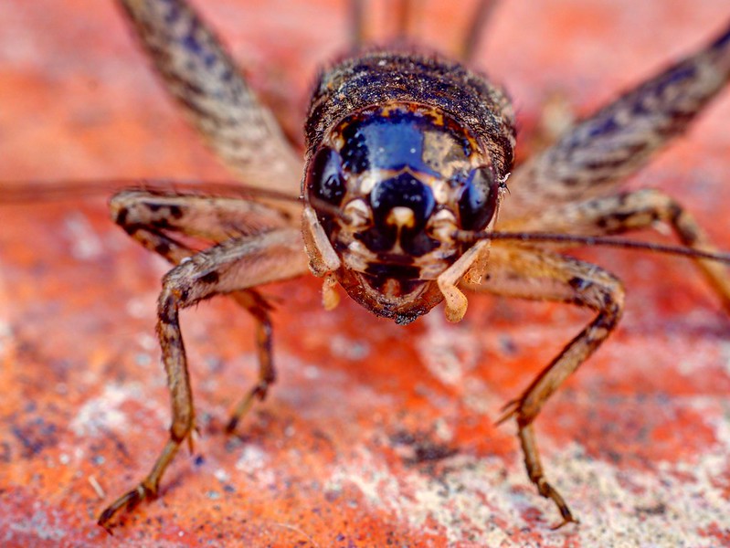 The Irish name for the House Cricket is 'Píobaire Gríosaí' or in English, ‘the Piper of the Embers’, reflecting this insect’s favourite habitat, close to an open-hearth. Photo: Bob Bawell (CC BY-NC 2.0)