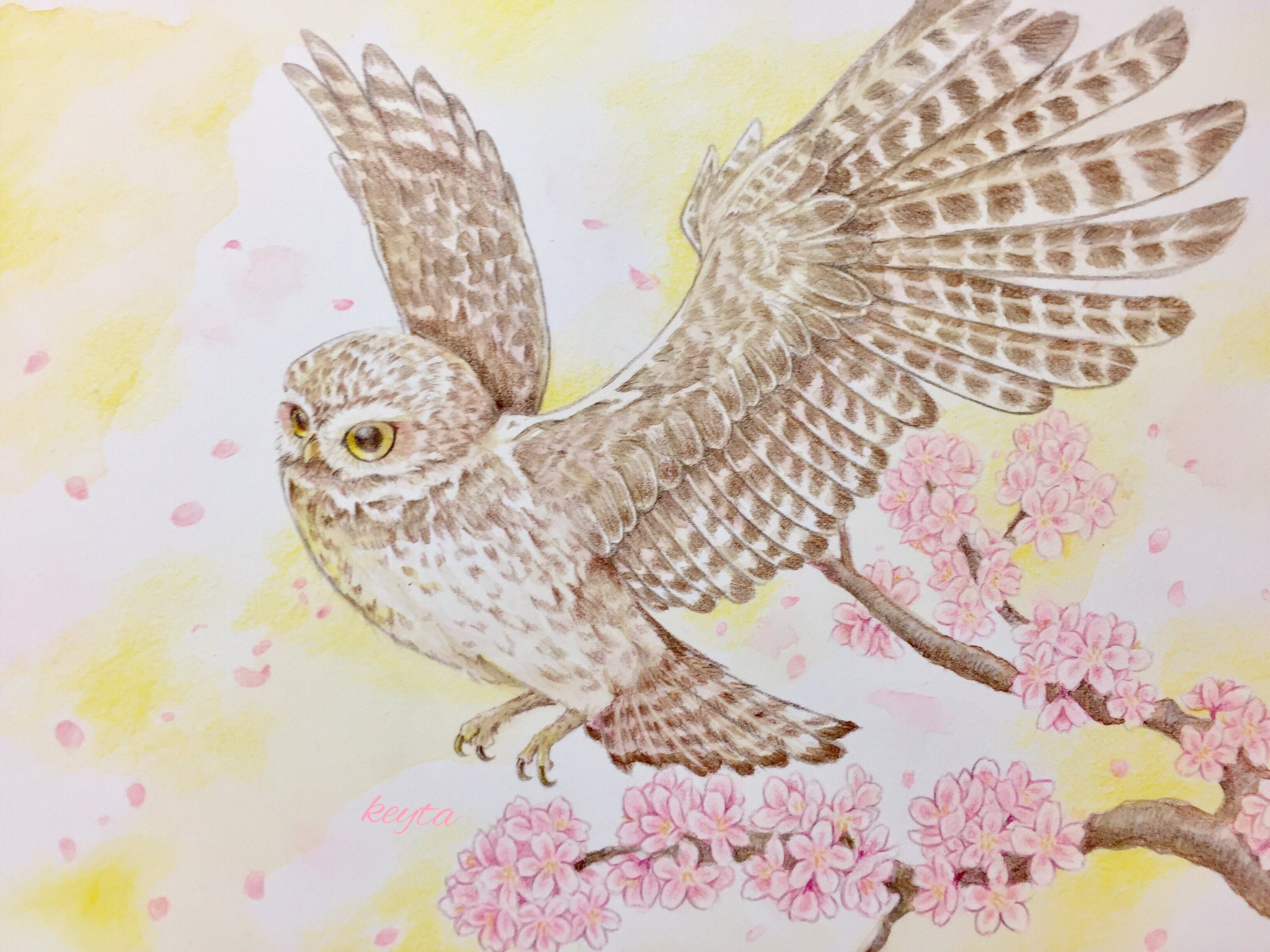 けいた 素敵なタグを見つけたので参加させて頂きます フクロウかっこよくて賢くてかわいい素敵な生き物ですよ アーベイン かわいい動物展 色鉛筆 水彩 アナログイラスト T Co Xevabwbahq Twitter