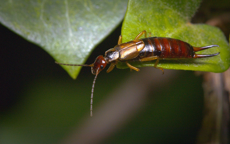 One of the Irish names for an Earwig is ‘Síle an Phíce’ or in English, ‘Sheila of the Fork/Prongs’ Photo: hedera.baltica (CC BY-SA 2.0)