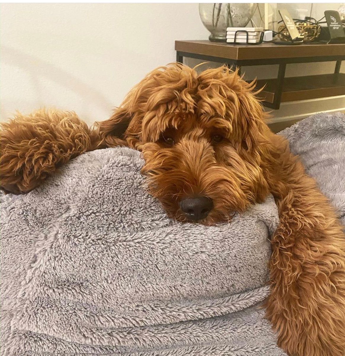 4ekennels's tweet photo. I don’t do Monday’s. 
~f1 moyen goldendoodle, Tim from Eleanor’s Heartland litter~
@winnie.the.doooood https://t.co/GvyYsG2Hc4