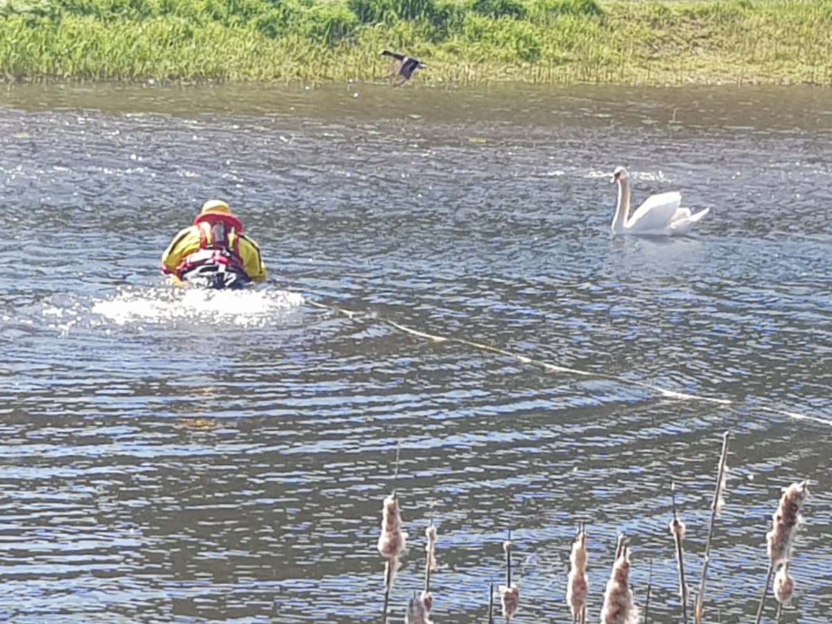 Gewonde zwaan in Ulft laat zich niet vangen door brandweer en vliegt weg...