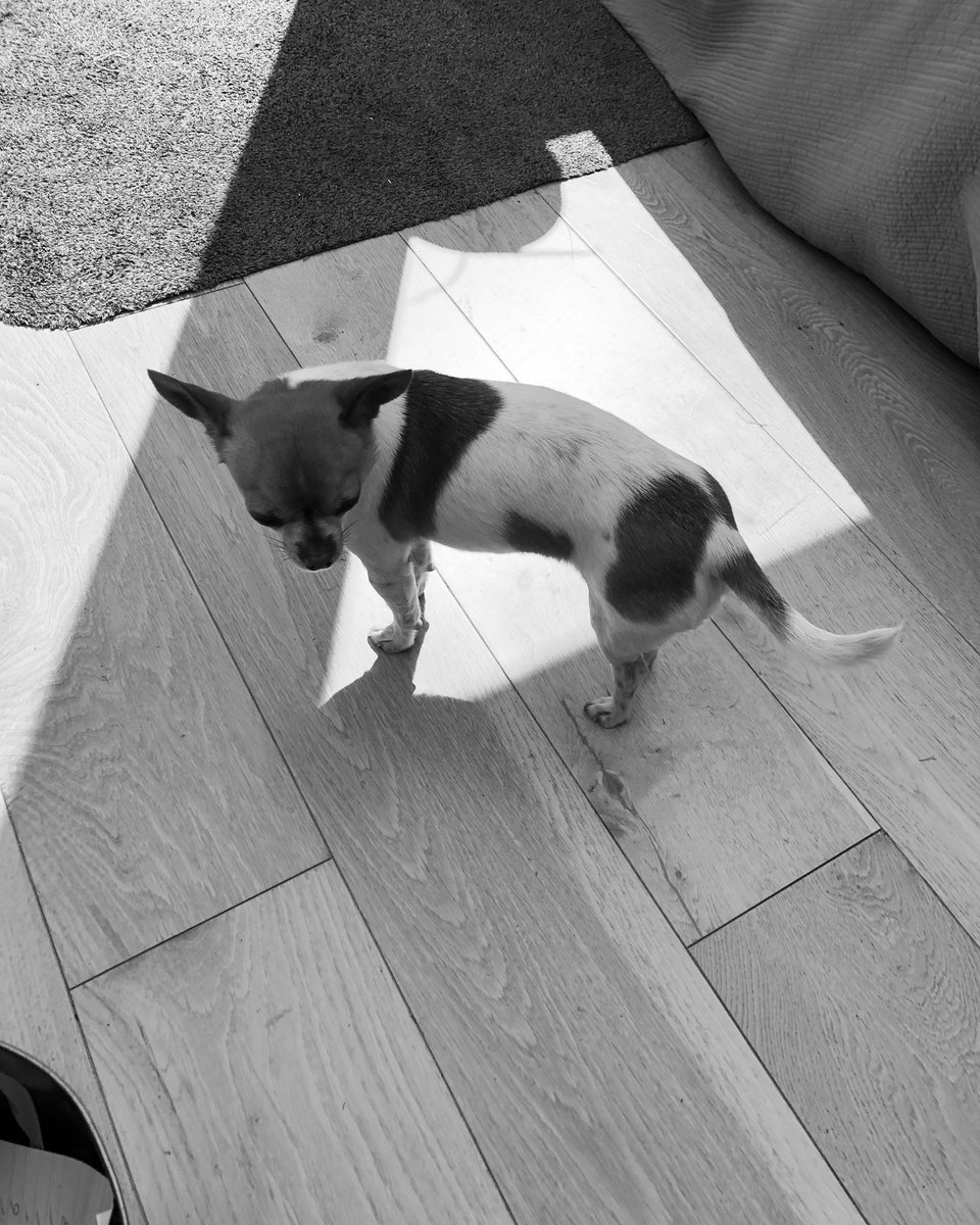 ottothedotto's tweet photo. Tip of the day - find a sun puddle and stand in it #sunpuddle #sunpuddlehunter #standinit #sunshinestateofmind #sunshine #sunnyday #sundog #chihuahuasofinstagram #chihuahua #tinydogsofinstagram #tinydog #ottothedotto #imdilldanding #imstillstanding #lockdowndog https://t.co/HrQnG3eXzN