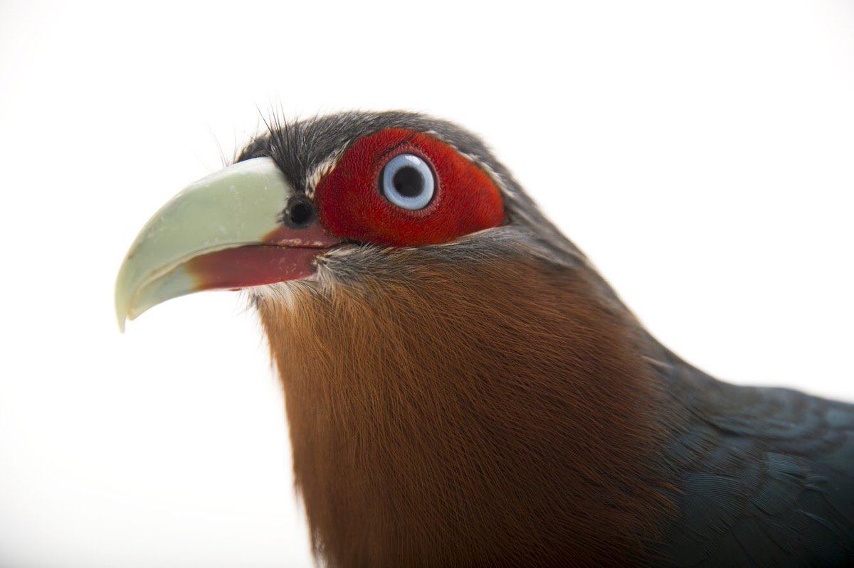 joelsartore's tweet image. Right now you’re staring into the beautiful blue eyes of a species of cuckoo known as the chestnut-breasted malkoha. This bird was first described in the early 1800s from a specimen collected in western Java. A rather large cuckoo, it can measure up to 19 inches.