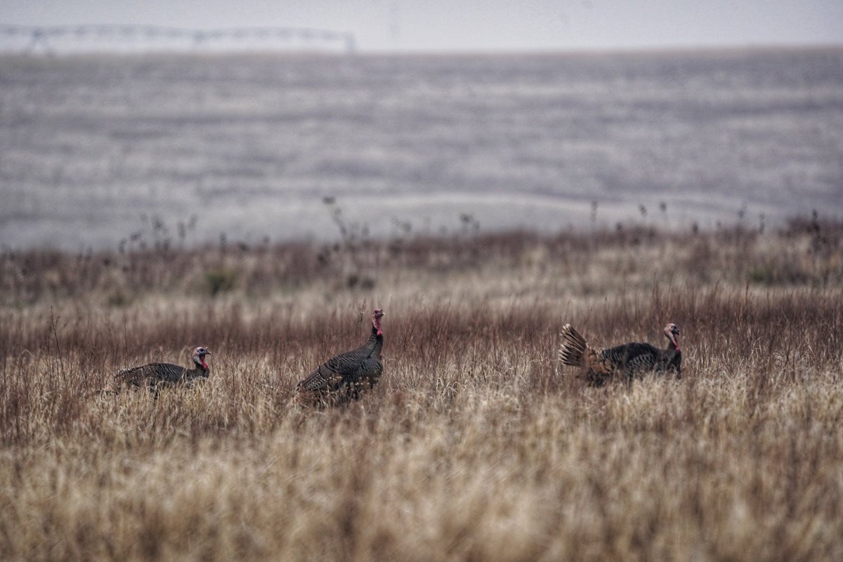pdward85's tweet image. Backroads to werk 🦃
