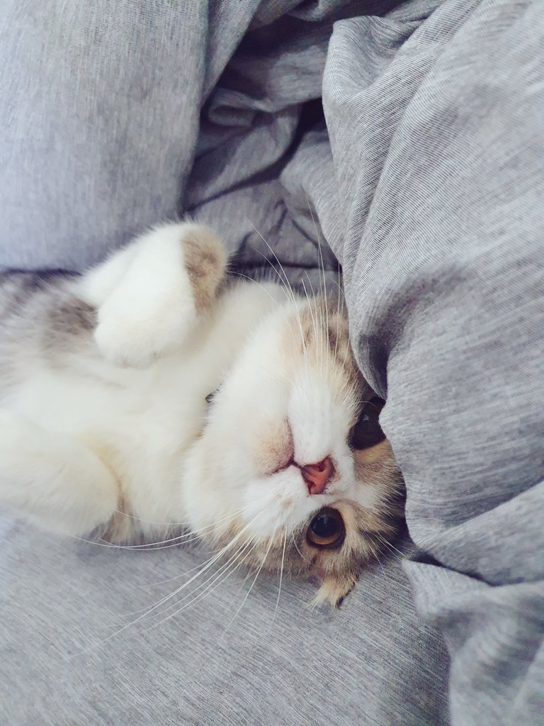 im_minky's tweet image. หนูไม่มีไข้ หนูไม่ได้จาม หนูมีแต่ความน่ารัก
😆
.
.
 #แคปชั่นน่ารัก #แคปชั่น #ทาสแมว