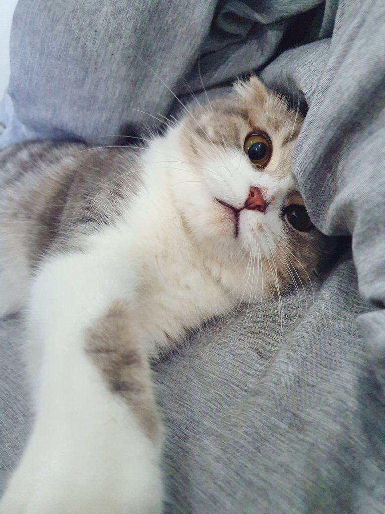 im_minky's tweet image. หนูไม่มีไข้ หนูไม่ได้จาม หนูมีแต่ความน่ารัก
😆
.
.
 #แคปชั่นน่ารัก #แคปชั่น #ทาสแมว