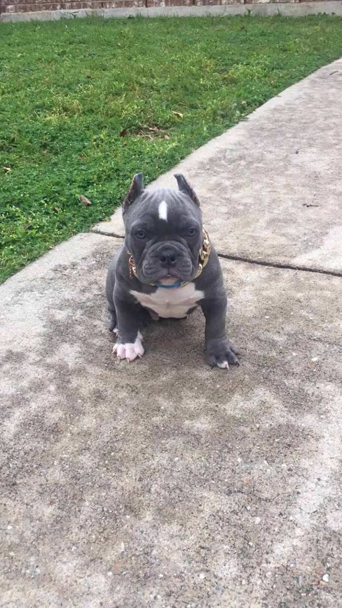 JFootinspector's tweet photo. The Marathon Continues 🏁🏁 welcome Nipsey to the !! #microexotic #Minibull https://t.co/PpESbnXPk2