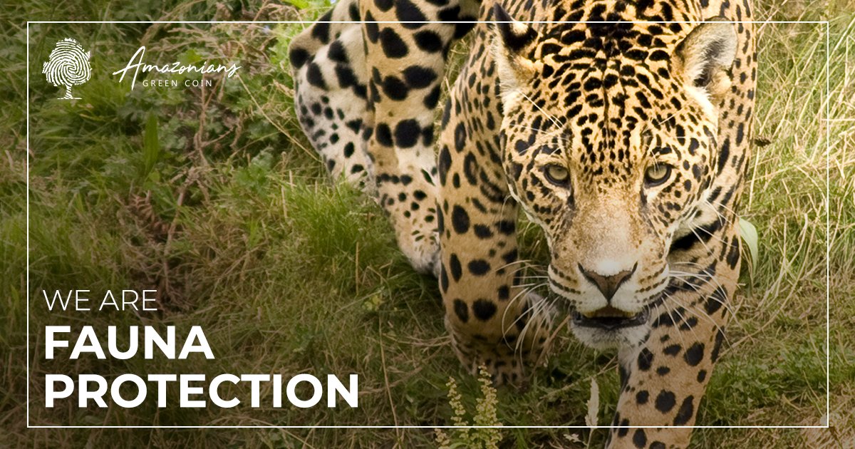 How beautiful 🐆 isn't it? It will soon disappear at this rate.
We are making efforts to prevent the rich fauna of the Amazon from being destroyed, and 🐆 like this one to continue to thrive.
We protect the 🐍🐅🦍
