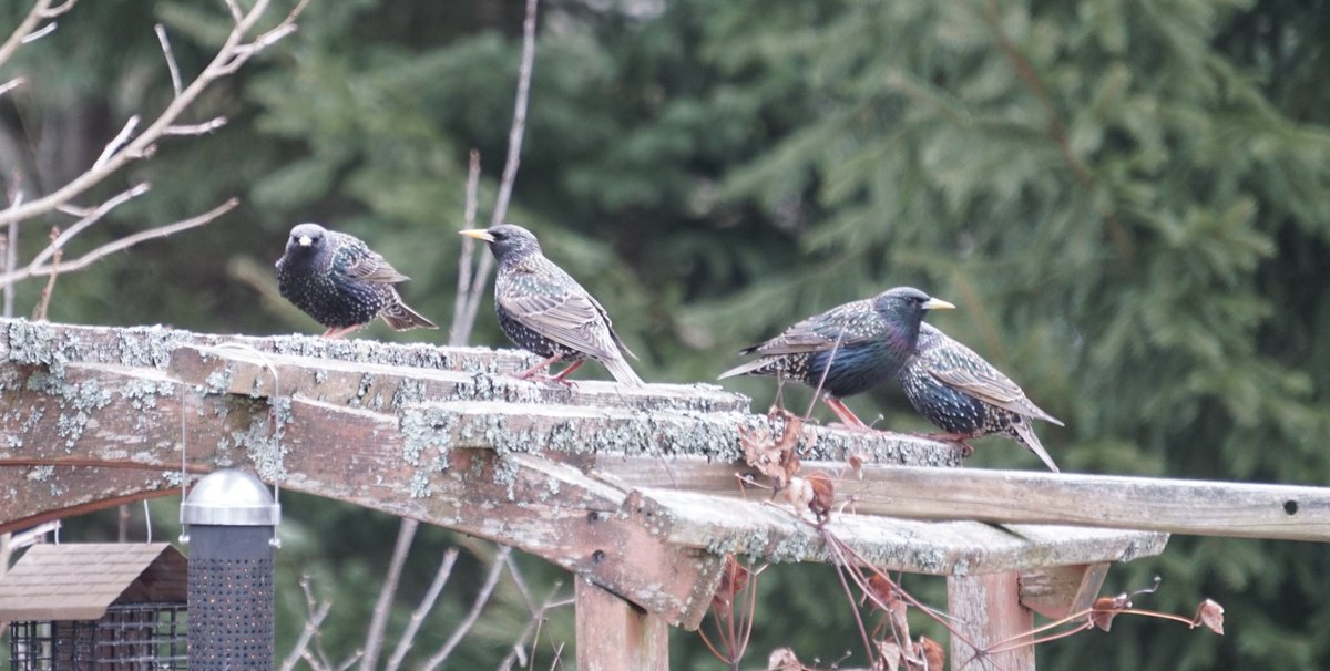 A group of starlings is called a mumuration or a chattering. Most of our #BreakfastBirdwatch have at least one mumuration that comes to visit. European starlings are technically introduced species, but they've been established in Ontario for a long time.