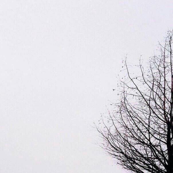 _snacc_'s tweet photo. same tree, different season https://t.co/HENXL0Z56p