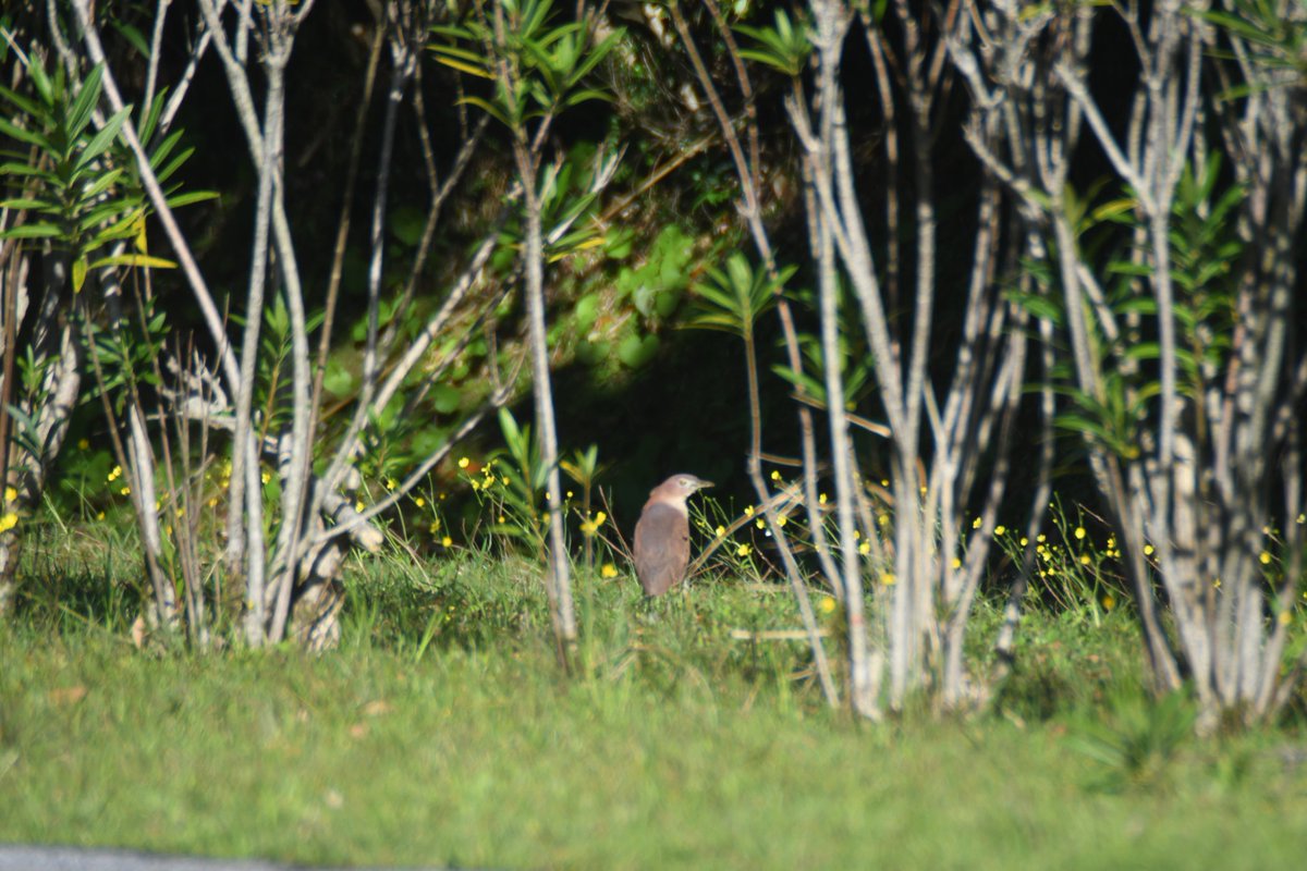 ロケットの色々な過程見てみたい Pa Twitter 今日も 朝から虫を食べたり 飛んだりしているところを見られました でも一度も鳴き声を聞けず 警戒心も強いので遠くから望遠レンズで撮影 ここに住み着いているのかな ミゾゴイ