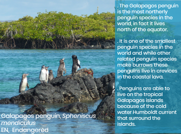 frozenark's tweet photo. It's #WorldPenguinDay today and to celebrate these incredible aquatic birds we are looking at one of the most unique penguin species, the Galapagos penguin.

#ptytwittertakeover https://t.co/1JB6gjwNnT