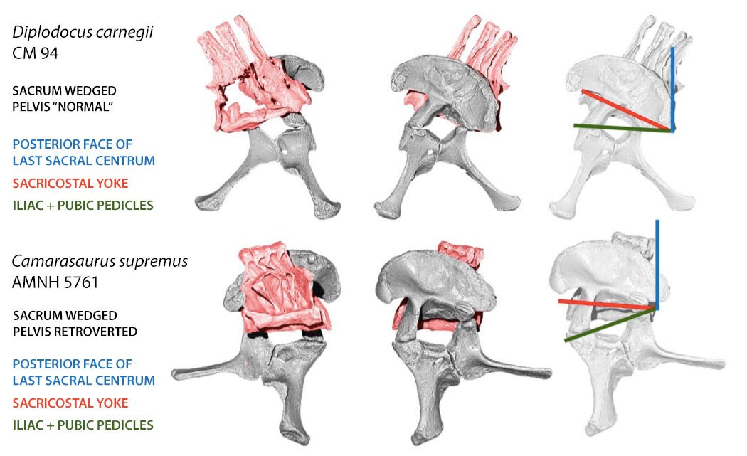 Now, back to the sacrum: it has been claimed sacral wedging caused pelvic retroversion in some sauropods: that is not true. A sacrum can be wedged and the pelvis not retroverted ( #Diplodocus) and retroverted ( #Camarasaurus). This is discussed in the supplementary 12/n