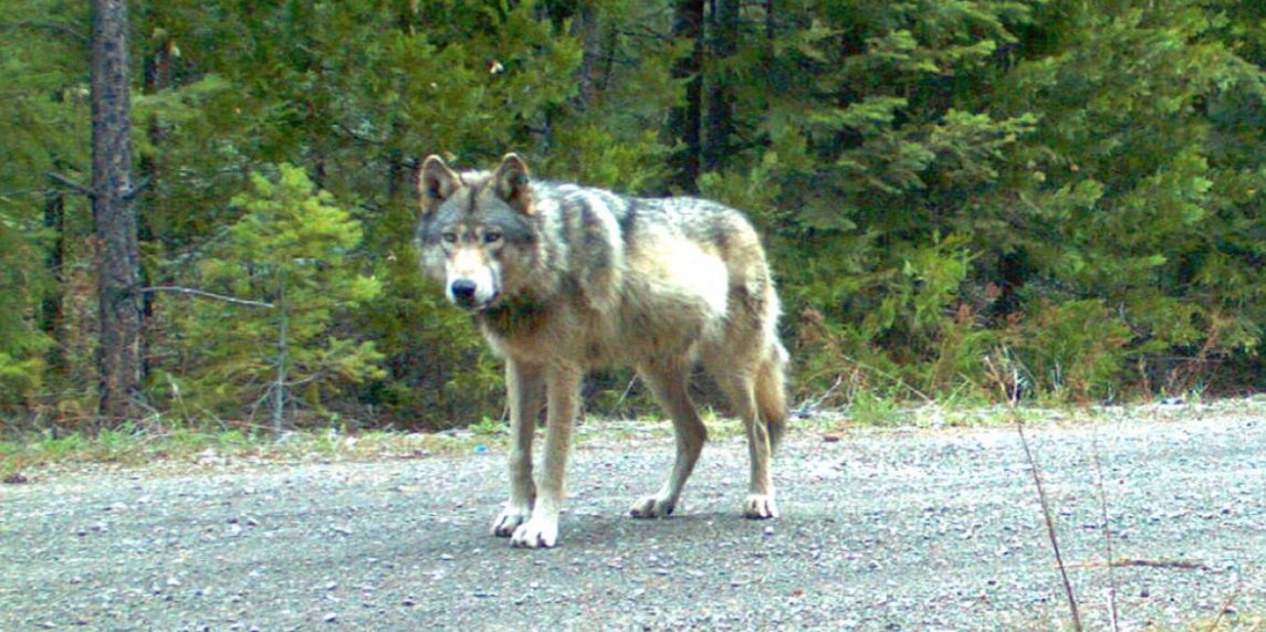 Por primera vez en más de un siglo: avistan en Francia un lobo gris tras ser considerado extinguido 👉 bit.ly/2KjDHTB