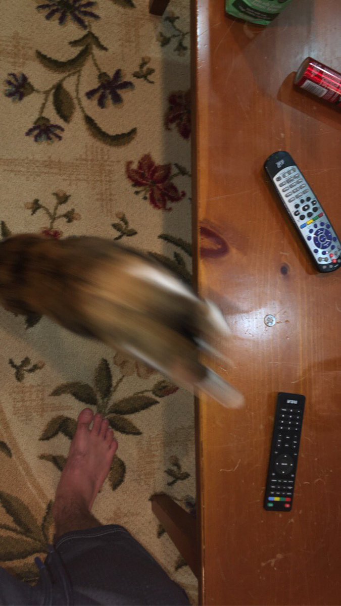 seaniswrong's tweet image. is my cat going up or down? also ignore my ugly ass foot