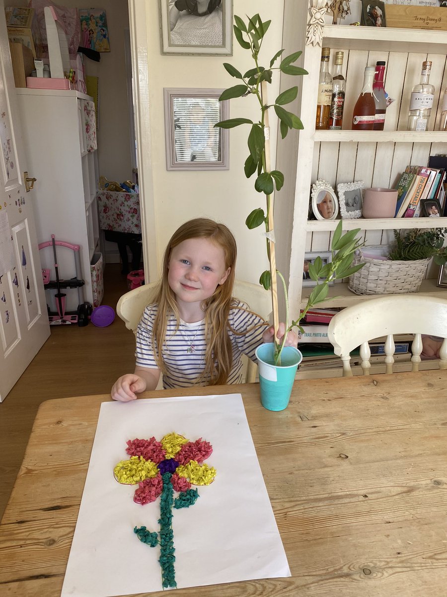 luclumz's tweet photo. @Beaconrise1 Mia’s flower for the window &amp; Mia’s beanstalk she brought home from school starting to flower 🌱she wanted Miss Morgan to see! https://t.co/SbyBELvKXU