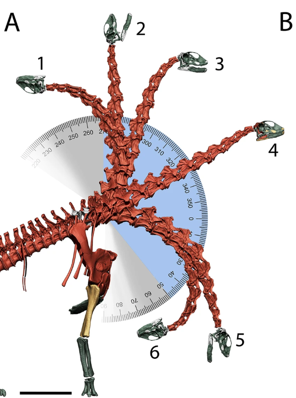 All in all, Spinophorosaurus is congruent with some previous results by Stevens and Parrish (presacral series is almost straight), but not others (neck is more flexible than their analyses suggested, and the keystone is not on the cervico-dorsal transition, but the sacrum) 11/n