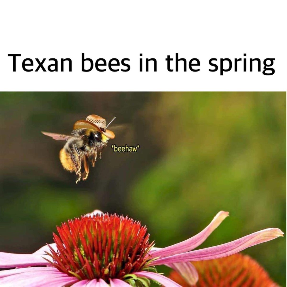 Beehaw #mememonday