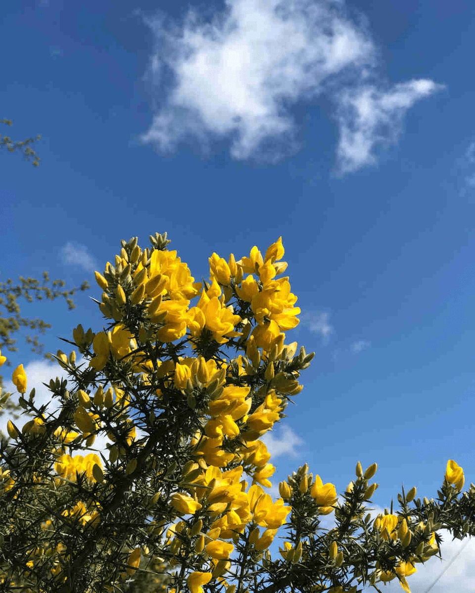 MoveNutrition's tweet photo. I was out for my permitted walk in the warm sunshine today and was struck by the thick perfume of gorse flowers - warm coconut and vanilla.
The smell of a Scottish Spring?
#SmellOf Spring #PermittedWalk https://t.co/c0OAU0dHoU