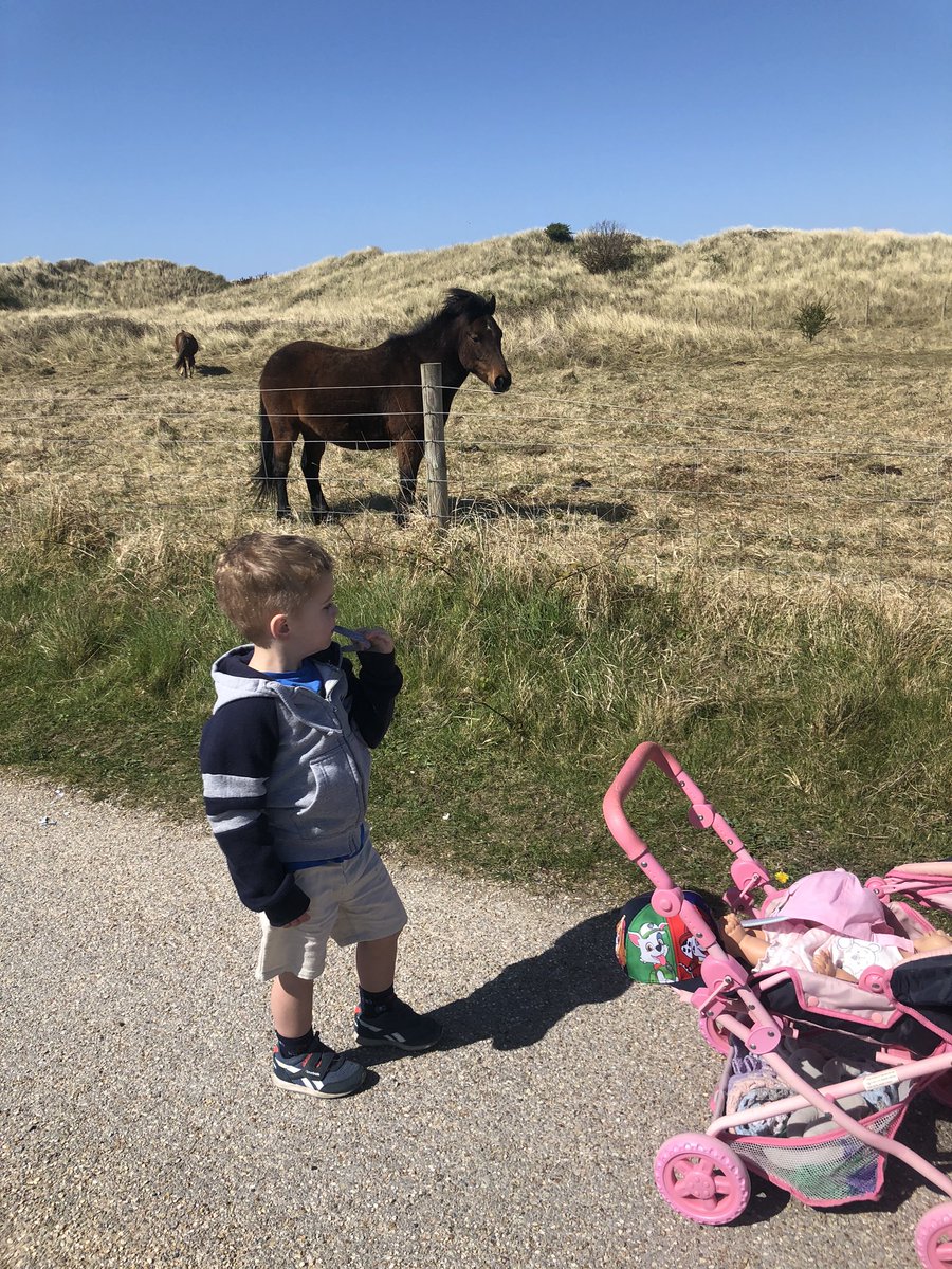 RachelHampson15's tweet photo. Well we went on our daily excise and we met some horses @YsgolGronant https://t.co/YTVwbd8vhz