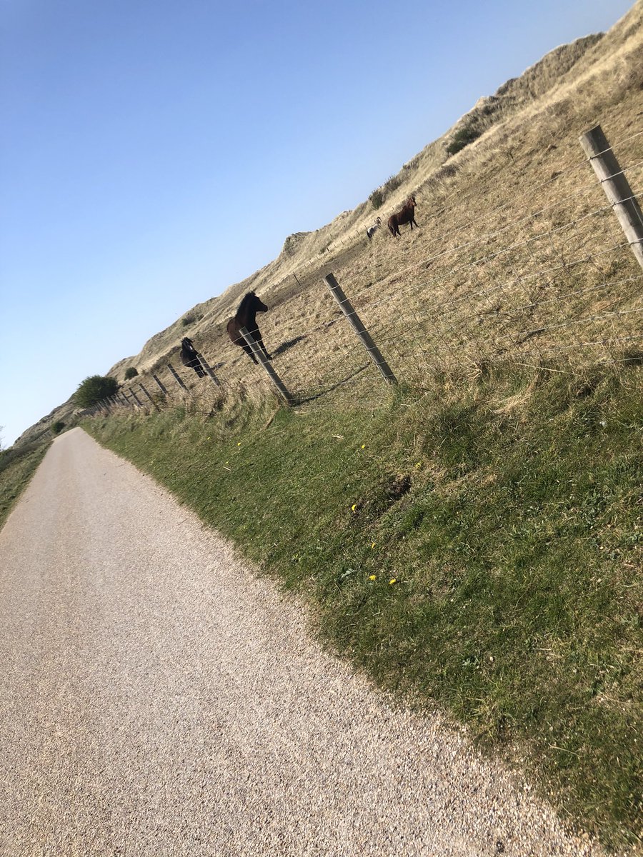 RachelHampson15's tweet photo. Well we went on our daily excise and we met some horses @YsgolGronant https://t.co/YTVwbd8vhz