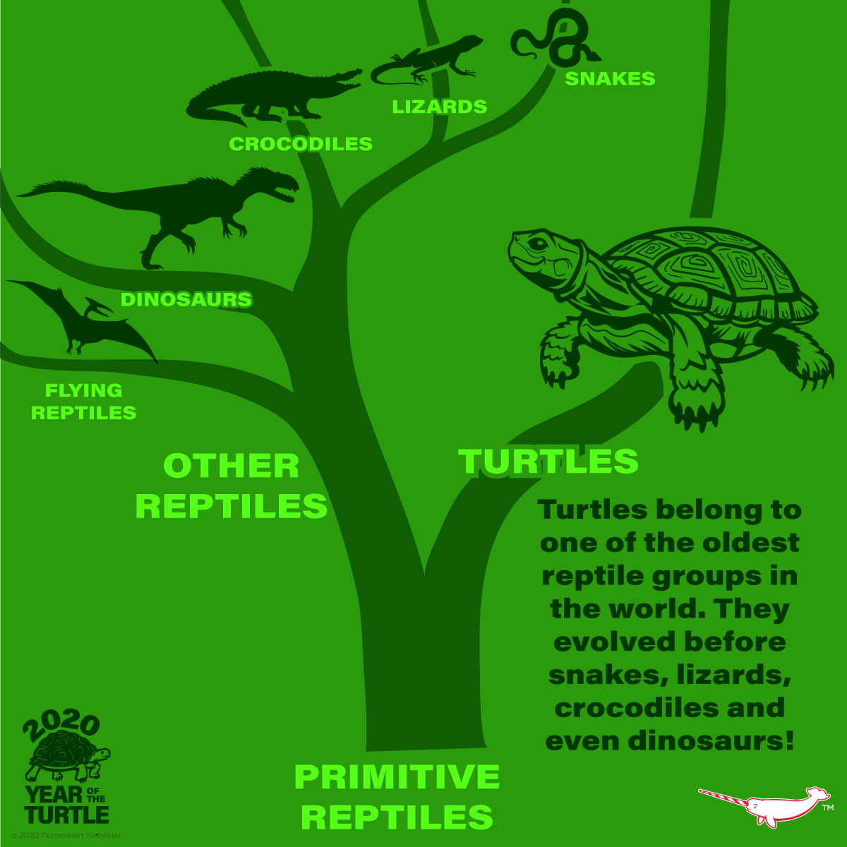 theTurtleRoom's tweet photo. Ancestral turtles and tortoises branched off from the mainstream of reptile evolution hundreds of millions of years ago, having persisted pretty much unchanged down to the present day!
📸(Photo Credit: @PepomintNarwhal)
#internationalturtleandtortoiseweek https://t.co/qBX1afDw3A