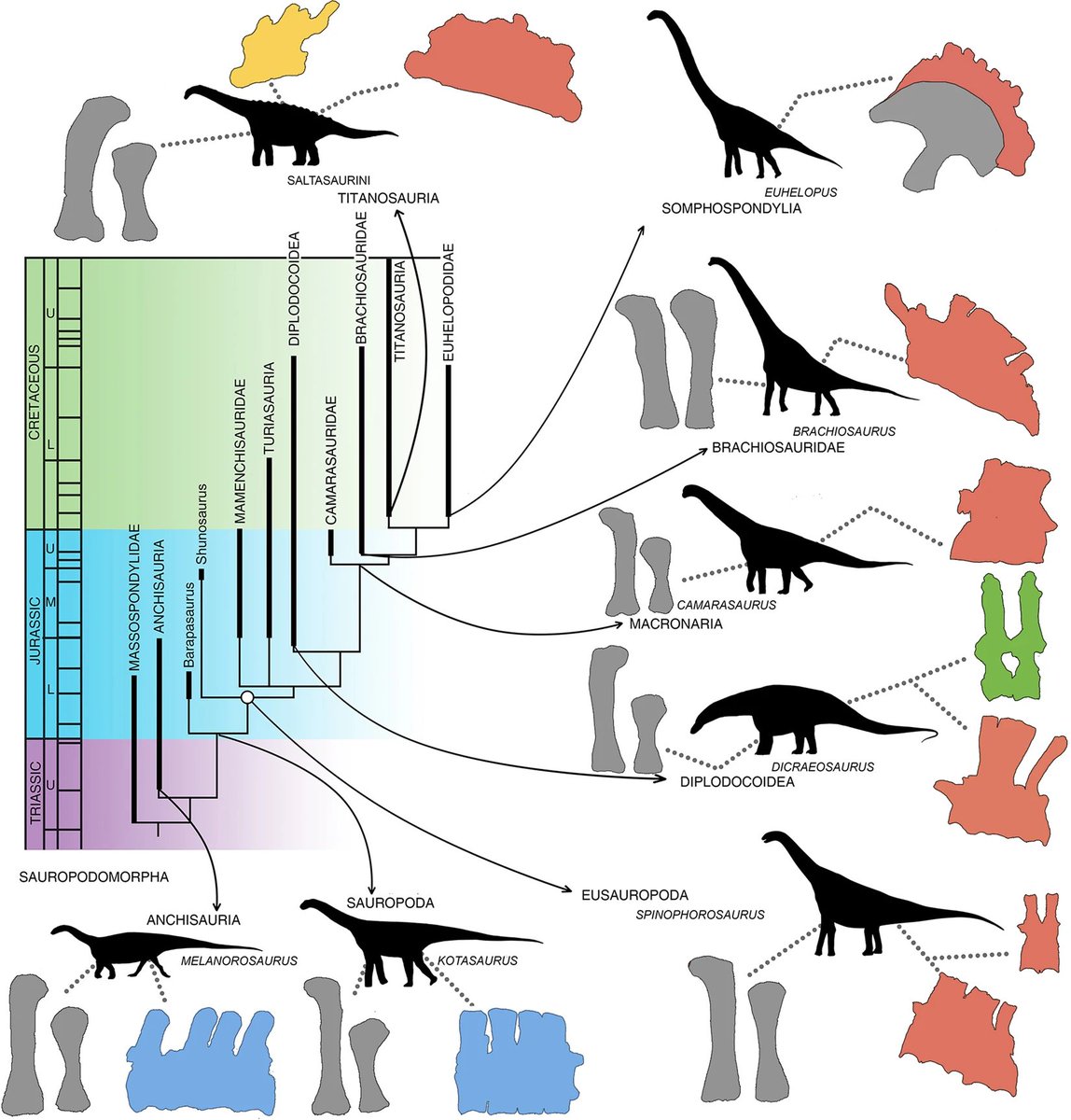 Turns out, we were right on the former, but wrong on the latter: a vast majority of sauropods checked had wedged sacra, at least more than 10º. Only non eusauropods had rectangular sacra, more similar to those of "prosauropods". 14/n