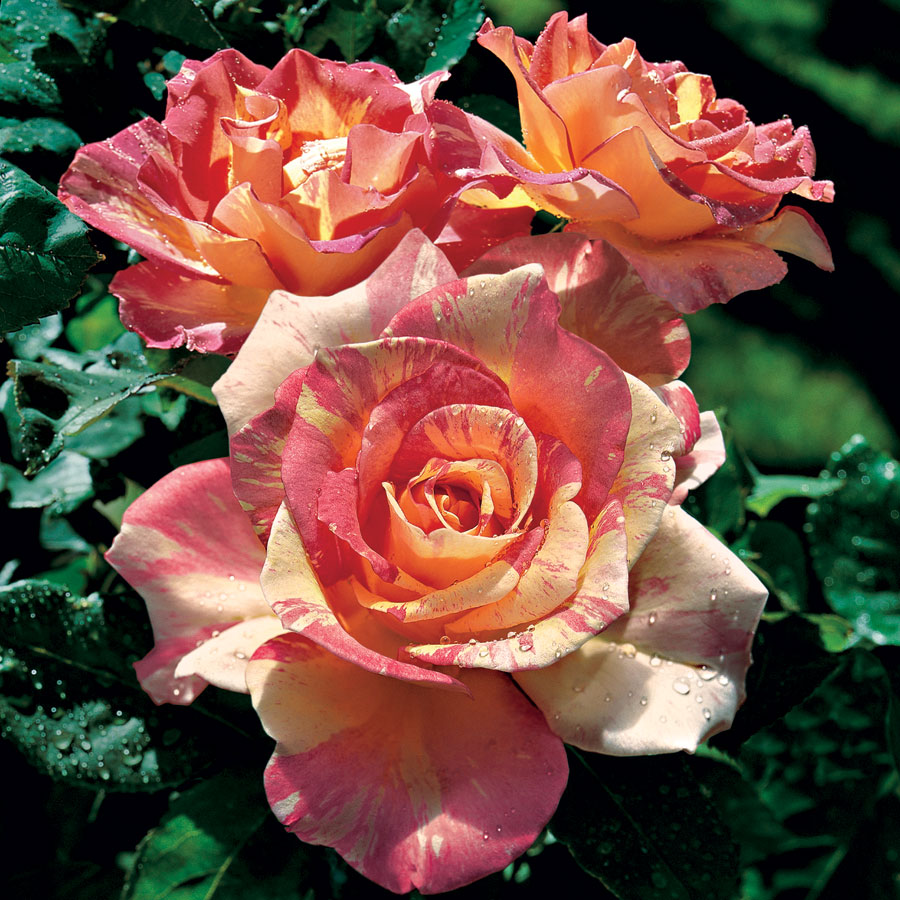 There is nothing quite like walking out to gather freshly cut flowers from your own garden. Fresh cut flowers make a great centerpiece on your table or a personal gift to someone special.  #JacksonandPerkins