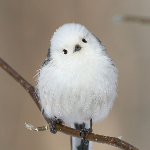 ぼく シマエナガ Lineのプロフィールアイコンと背景画像を４種類よういしたよ タイムラインに投稿したから保存してつかってみてね T Co Zfmsqmkutw T Co Njn64v7xeq Twitter