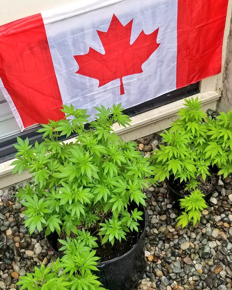 🌿Backyard Buddha🌿 tweet media