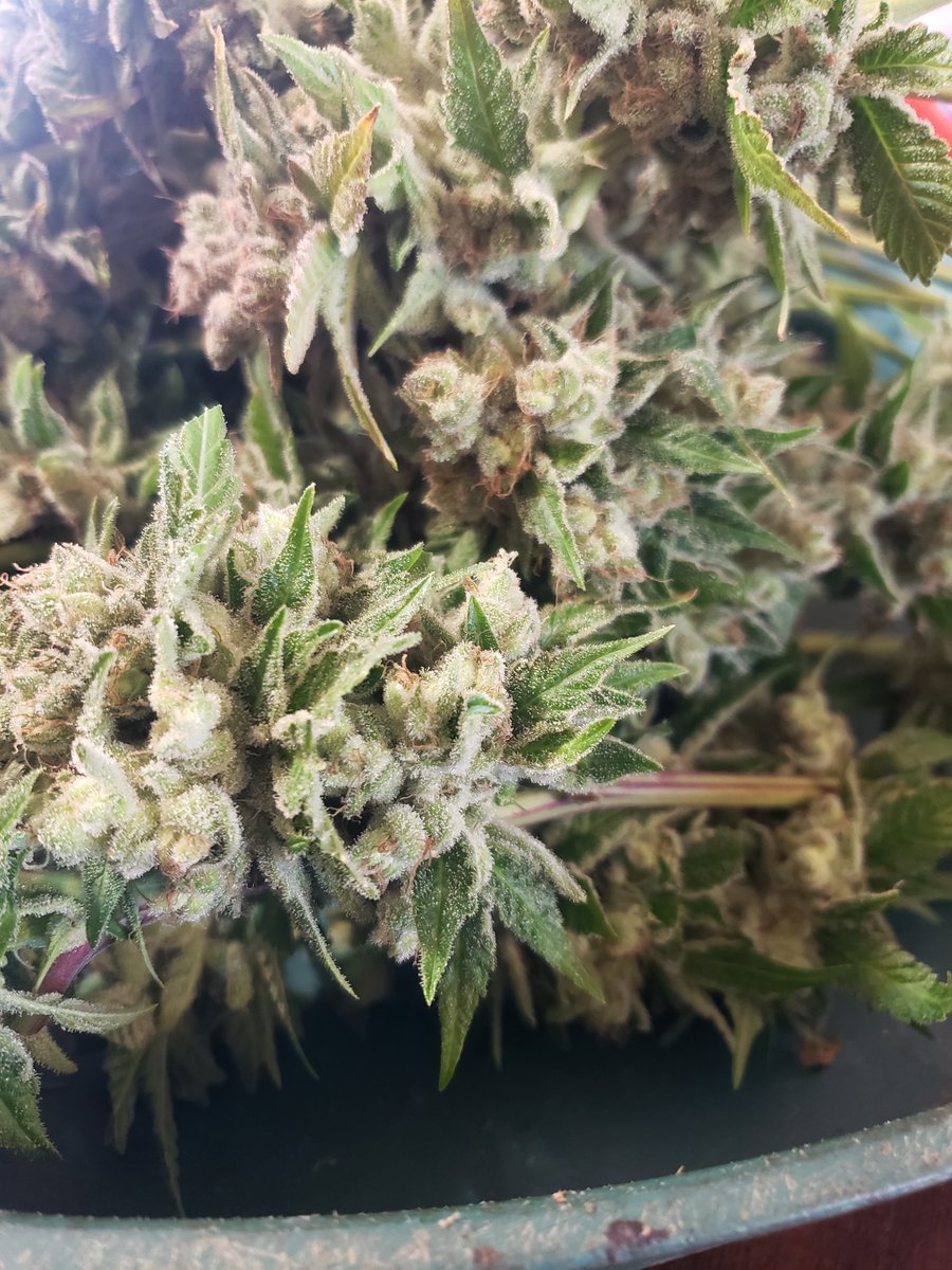 UnclePetesOrg's tweet photo. Happy 4/20 everybody! We welcome you to look into our selection. We carry a few different strains that are all separately unique. Whether it's feminized or regular seeds, we have your needs. #420 #marijuana #michiganmarijuanaseedclub #seeds #grow https://t.co/zGbL21iZ8l https://t.co/1AyCvEIIzf