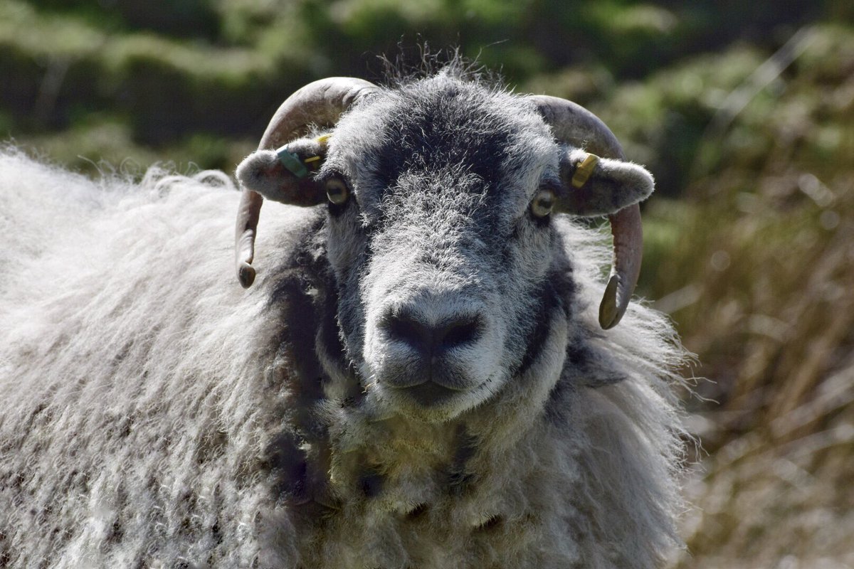What are ewe up to? 
We are looking forward to the series of webinars hosted by @CLAtweets from April-June exploring Covid-19 related issues. The first one is 22nd April at 11am. Please sign up to take part #leadsponsors #struttandparker 
cla.org.uk/events/cla-web…