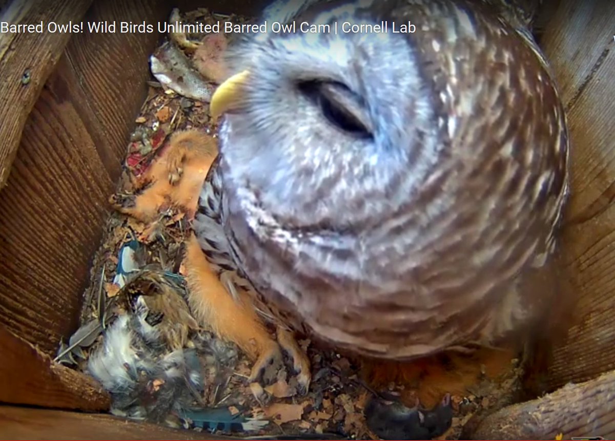 cjh_hunter's tweet image. Meanwhile, @WBU_Owls  the Barred Owl spending her Monday 4/20 in the abattoir, tending the owlets. I see fish, red squirrel, bluejay feathers, a mole/vole?, and I think the frogleg is still in the lower right corner 🐸 (from yesterday) 
#OmNomNom Scap 10:06. #QuarantineEating