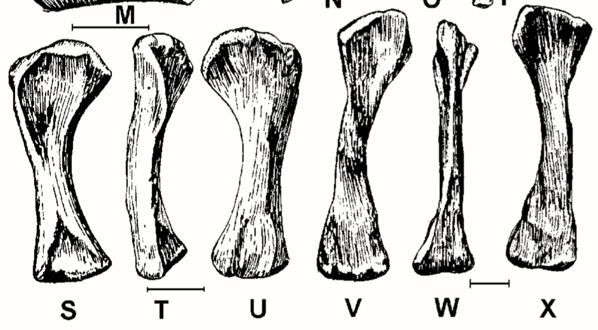 Sauropods such as Kotasaurus or Barapasaurus (the basalmost sauropods preserving complete sacra) have relatively slender, likely elongated humeri (unfortunately, no articulated individuals exist for either) and rectangular sacra 15/n