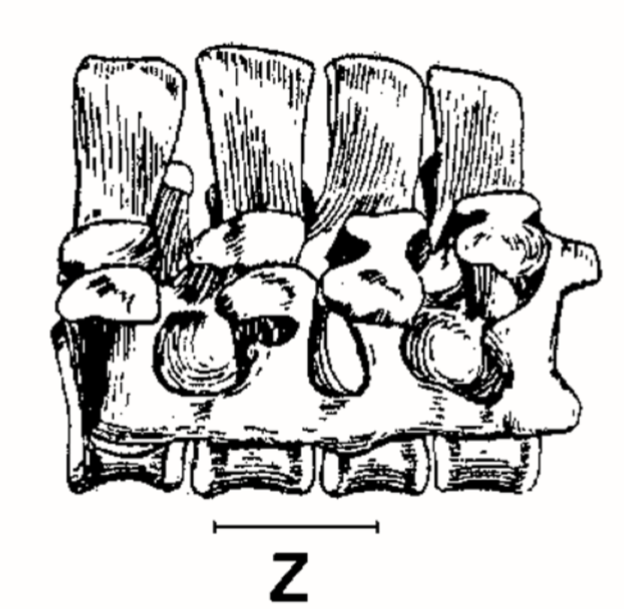 Sauropods such as Kotasaurus or Barapasaurus (the basalmost sauropods preserving complete sacra) have relatively slender, likely elongated humeri (unfortunately, no articulated individuals exist for either) and rectangular sacra 15/n